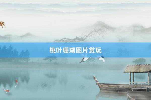 桃叶珊瑚图片赏玩